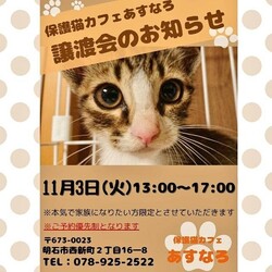 明石市　保護猫カフェ「あすなろ」猫の譲渡会 サムネイル1