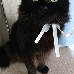 明石市　保護猫カフェ「あすなろ」猫の譲渡会 サムネイル2