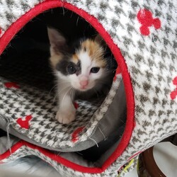 明石市　保護猫カフェ「あすなろ」猫の譲渡会 サムネイル3