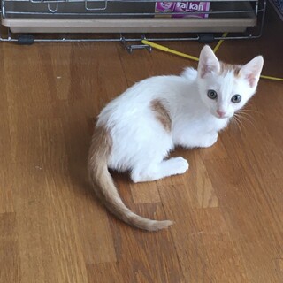愛護センターレスキュー☆ジンくん♂2ヶ月
