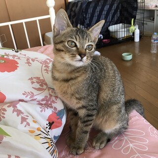 【急募】美猫の可愛い姉妹