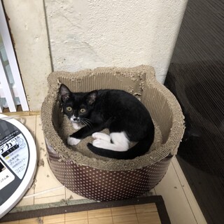 タキシード生後5ヶ月の女の子です。