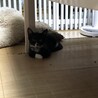 タキシード生後5ヶ月の女の子です。 サムネイル3