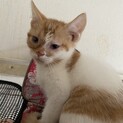 生後２カ月のマンチカンの子猫