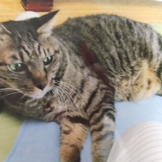 大人しくて穏やか小太郎君