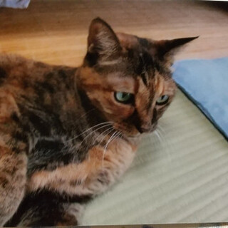 大人しくて可愛いさくらちゃん