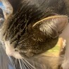 ねむたいこねこ