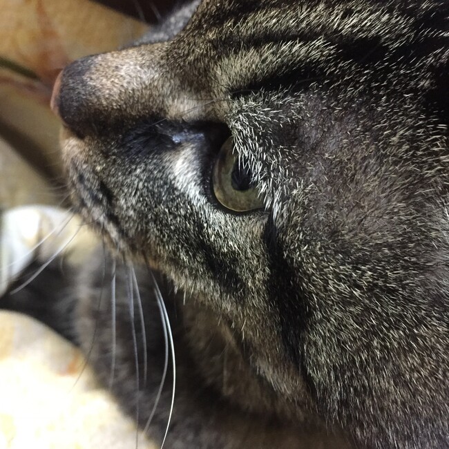 ねむたいこねこのカバー写真