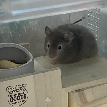 ビビりちゃん