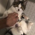 甘えん坊のシロキジくーちゃん　生後約5ヶ月