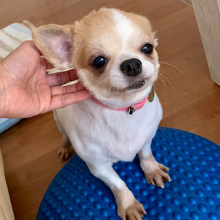 性格はなまるチワワのはなびさん　推定6歳