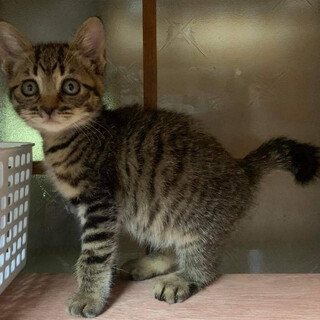 G28 キジの女の子