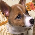 大人しそうに見えるけど実はお転婆娘コナちゃん