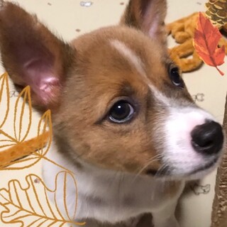 大人しそうに見えるけど実はお転婆娘コナちゃん