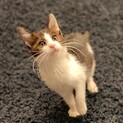 生後約1ヶ月子猫ちゃんの里親さん募集、一時ストップ