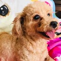 抱っこが大好きな甘えん坊なラブリちゃん