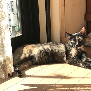 なかなか伝わらないサビの美しさ^_^