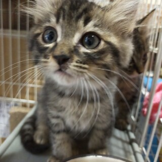 人馴れ抜群～ふわふわふわの男の子。