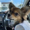 locca dans le siege du conducteur,,