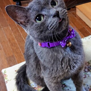 ロシアンブルーの様なお嬢様【一時募集停止】