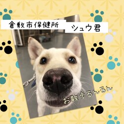 「倉敷市保健所シュウ君のお散歩練習→譲渡決定！」サムネイル1