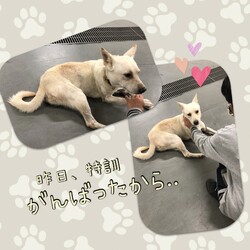 「倉敷市保健所シュウ君のお散歩練習→譲渡決定！」サムネイル2