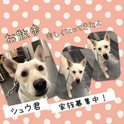 「倉敷市保健所シュウ君のお散歩練習→譲渡決定！」サムネイル3