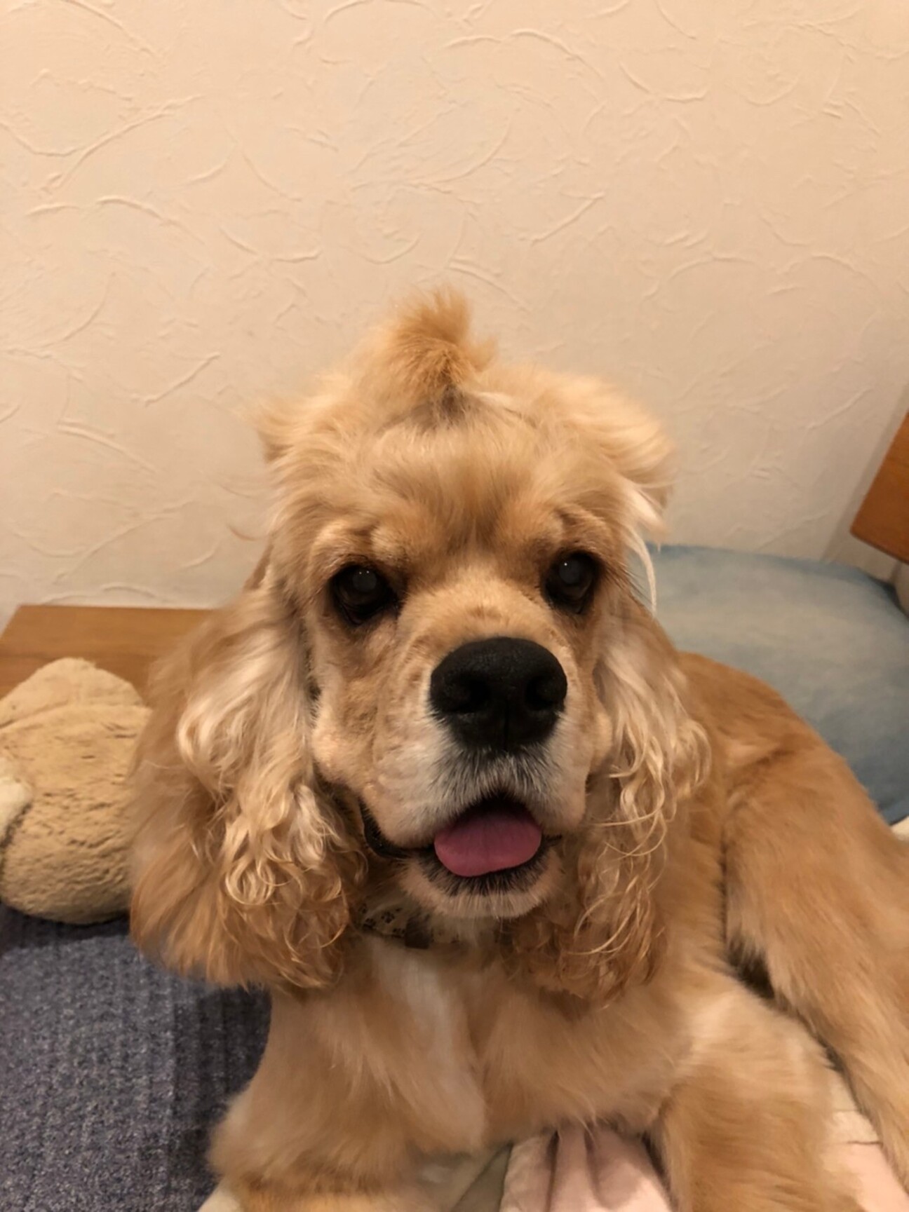 まだまだ子犬らしさいっぱ 愛知県 犬の里親募集 ペットのおうち 月間利用者150万人