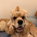 まだまだ子犬らしさいっぱいのジェニーちゃん☆