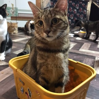 不思議な柄がステキな女の子♡ポテトちゃん