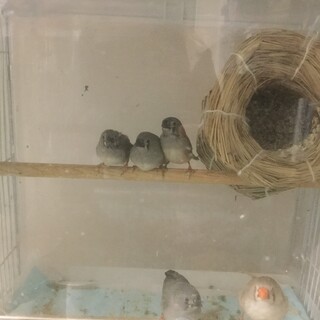 キンカチョウ　ヒナ鳥