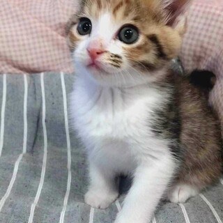 可愛い♡三毛とらの子猫で～す=^_^=