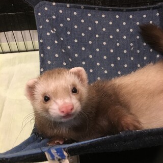 ホールデンフェレットのコムギです