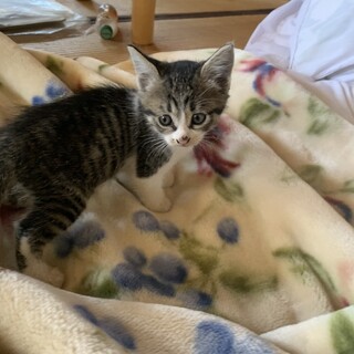しましま赤ちゃん猫・人懐っこいです。