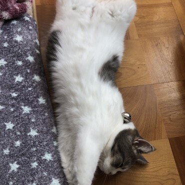 キャットタワーに直射日光〜あぢぃ〜
