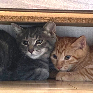 ヤンチャで可愛い茶、グレートラ兄弟仔猫