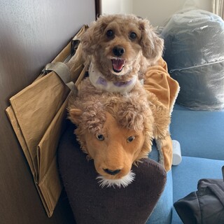 引越しのため本当に大切にして下さる方に