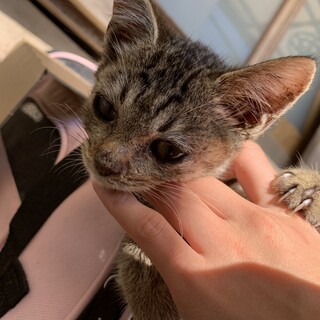 甘えん坊な子猫