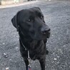 ラブラドール５歳です。 サムネイル2