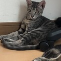 綺麗なグレイトラ柄