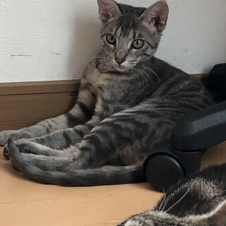 綺麗なグレイトラ柄