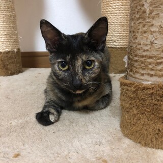 逆パンダ顔がチャームポイント