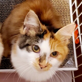 スリスリのモフモフお嬢さま『とみぃちゃん』