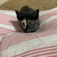 しん