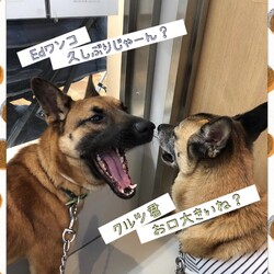 「ポッターのクルツ君、トライアル予定→譲渡決定！」サムネイル2