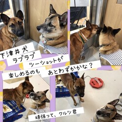 「ポッターのクルツ君、トライアル予定→譲渡決定！」サムネイル3