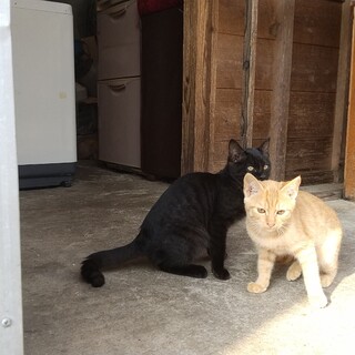 珍しい全身茶トラ♀人馴れしてない