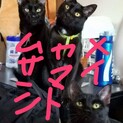 保護猫達を新しい里親へ(2)
