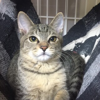 普通って素敵　キジトラのケン君