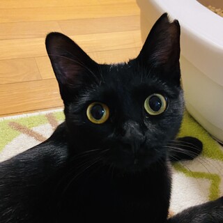 真っ黒ツヤツヤ毛並みの美人さん